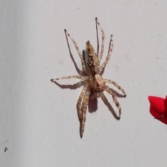 Helpis minitabunda (Threatening jumping spider) at Wodonga, VIC - 16 Nov 2022 by KylieWaldon