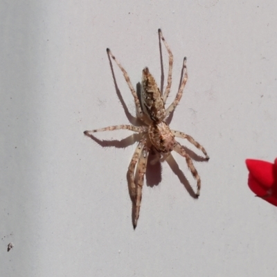 Helpis minitabunda (Threatening jumping spider) at Wodonga - 16 Nov 2022 by KylieWaldon