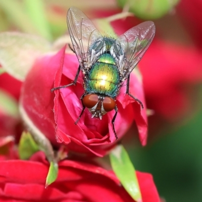 Lucilia sp. (genus) (A blowfly) at Clyde Cameron Reserve - 16 Nov 2022 by KylieWaldon