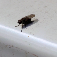 Unidentified True fly (Diptera) at Wodonga - 16 Nov 2022 by KylieWaldon