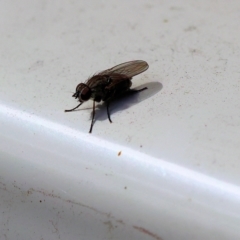 Unverified True fly (Diptera) at Clyde Cameron Reserve - 16 Nov 2022 by KylieWaldon