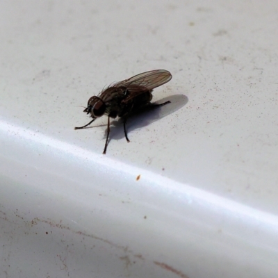 Unverified True fly (Diptera) at Clyde Cameron Reserve - 16 Nov 2022 by KylieWaldon