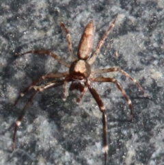 Helpis minitabunda (Threatening jumping spider) at Wingecarribee Local Government Area - 22 Oct 2022 by JanHartog