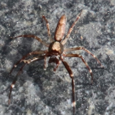Helpis minitabunda (Threatening jumping spider) at Wingecarribee Local Government Area - 22 Oct 2022 by JanHartog