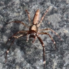 Helpis minitabunda (Threatening jumping spider) at Alpine - 22 Oct 2022 by JanHartog