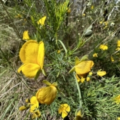 Gompholobium huegelii (pale wedge–pea) at Mount Ainslie - 16 Nov 2022 by Pirom