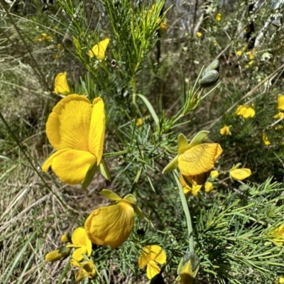 Gompholobium huegelii (Pale Wedge Pea) at Campbell, ACT - 16 Nov 2022 by Pirom