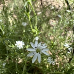 Stellaria pungens (Prickly Starwort) at Mount Ainslie - 16 Nov 2022 by Pirom