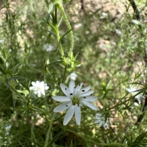 Stellaria pungens at Campbell, ACT - 16 Nov 2022