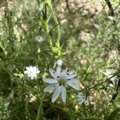 Stellaria pungens (Prickly Starwort) at Campbell, ACT - 16 Nov 2022 by Pirom
