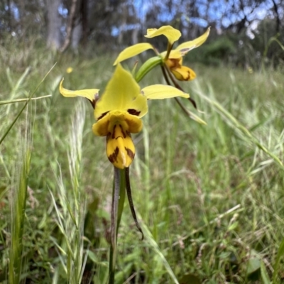 Diuris sulphurea (Tiger Orchid) at Campbell, ACT - 16 Nov 2022 by Pirom