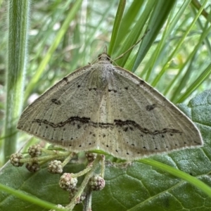 Taxeotis stereospila at Campbell, ACT - 16 Nov 2022