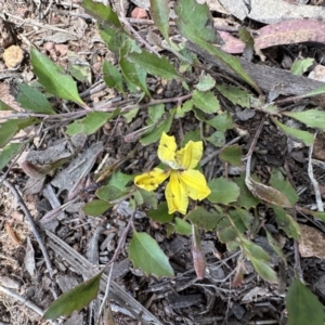 Goodenia hederacea at Ainslie, ACT - 16 Nov 2022
