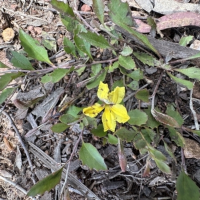 Goodenia hederacea (Ivy Goodenia) at Mount Ainslie - 16 Nov 2022 by Pirom