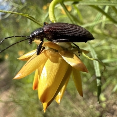 Homotrysis scutellaris (Darkling beetle) at Mount Ainslie - 16 Nov 2022 by Pirom