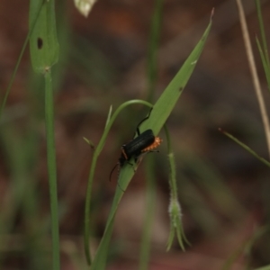 Chauliognathus lugubris at Hughes, ACT - 16 Nov 2022 08:22 AM