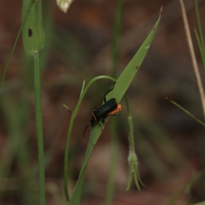 Chauliognathus lugubris (Plague Soldier Beetle) at Hughes, ACT - 15 Nov 2022 by amiessmacro
