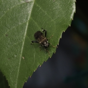 Exaireta spinigera at Murrumbateman, NSW - 12 Nov 2022