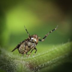Dipsiathus obscurifrons (Achilid planthopper) at Paddys River, ACT - 12 Nov 2022 by amiessmacro