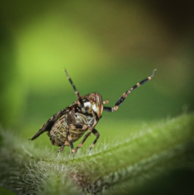 Dipsiathus obscurifrons (Achilid planthopper) at Paddys River, ACT - 12 Nov 2022 by amiessmacro