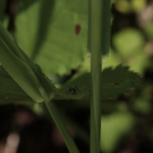 Myrmarachne sp. (genus) at Paddys River, ACT - 12 Nov 2022