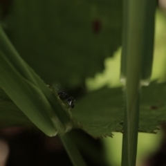 Myrmarachne sp. (genus) at Paddys River, ACT - 12 Nov 2022