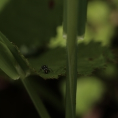 Myrmarachne sp. (genus) at Paddys River, ACT - 12 Nov 2022