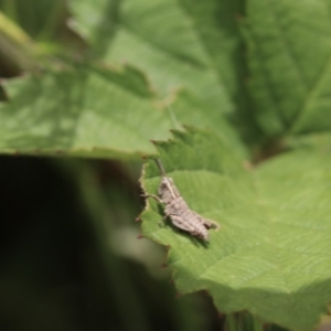 Phaulacridium vittatum at Tharwa, ACT - 12 Nov 2022 12:27 PM