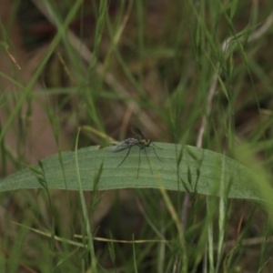 Austrosciapus sp. (genus) at Murrumbateman, NSW - 13 Nov 2022 11:30 AM