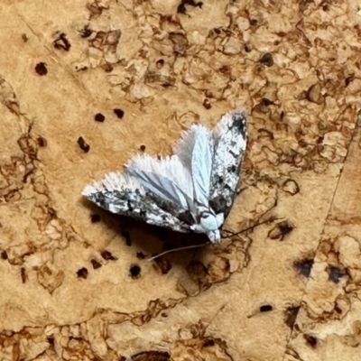 Eusemocosma pruinosa (Philobota Group Concealer Moth) at Aranda, ACT - 16 Nov 2022 by KMcCue