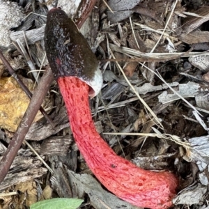 Phallus rubicundus at Aranda, ACT - 16 Nov 2022