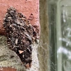 Cebysa leucotelus (Australian Bagmoth) at GG182 - 15 Nov 2022 by KMcCue