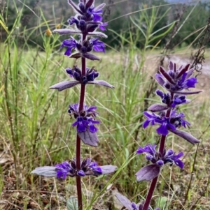 Ajuga australis at Kowen, ACT - 16 Nov 2022 07:27 AM