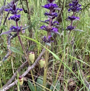 Ajuga australis at Kowen, ACT - 16 Nov 2022 07:27 AM