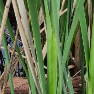 Typha domingensis at Parkes, ACT - 16 Nov 2022