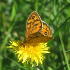 Heteronympha merope (Common Brown Butterfly) at Flynn, ACT - 14 Nov 2022 by Christine