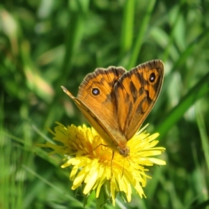 Heteronympha merope at Flynn, ACT - 15 Nov 2022