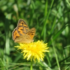 Heteronympha merope at Flynn, ACT - 15 Nov 2022