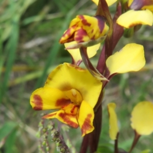 Diuris semilunulata at Booth, ACT - suppressed