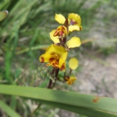 Diuris semilunulata at Booth, ACT - 12 Nov 2022