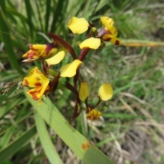 Diuris semilunulata at Booth, ACT - suppressed