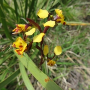 Diuris semilunulata at Booth, ACT - 12 Nov 2022