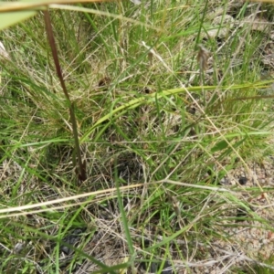 Diuris semilunulata at Booth, ACT - suppressed