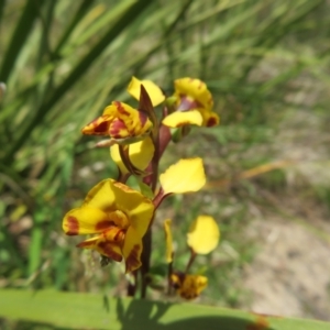 Diuris semilunulata at Booth, ACT - 12 Nov 2022