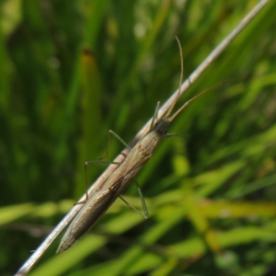 Mutusca brevicornis (A broad-headed bug) at Namadgi National Park - 12 Nov 2022 by Christine