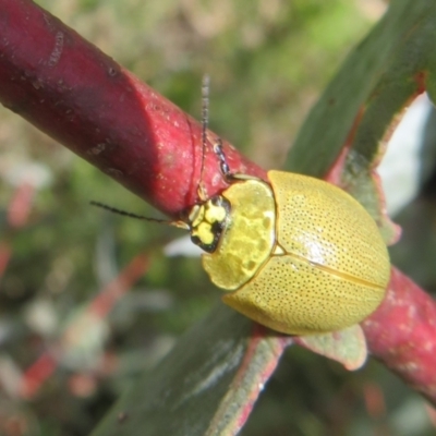 Paropsis porosa (A eucalyptus leaf beetle) at Namadgi National Park - 12 Nov 2022 by Christine