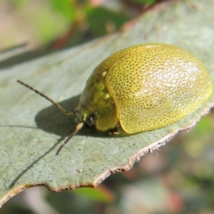 Paropsis porosa at Booth, ACT - 12 Nov 2022 12:17 PM