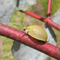 Paropsis porosa at Booth, ACT - 12 Nov 2022