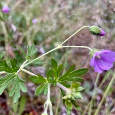 Geranium potentilloides var. potentilloides (Downy Geranium) at Kowen, ACT - 16 Nov 2022 by Komidar