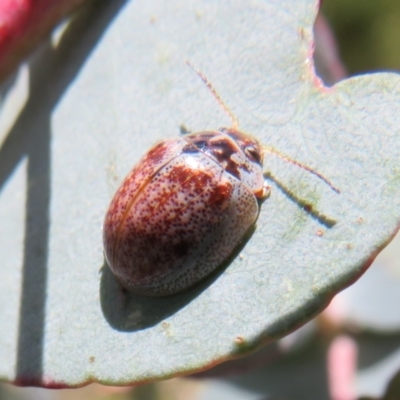 Paropsisterna m-fuscum (Eucalyptus Leaf Beetle) at Namadgi National Park - 12 Nov 2022 by Christine